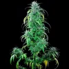 Tall Critical Kush Strain plant with thick buds and healthy leaves, a high-yielding indica-dominant hybrid.