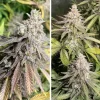 Cannabis plant with thick, frosty buds and broad leaves, showcasing the full, lush growth of Critical Orange Punch strain