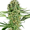 Critical Runtz strain, featuring bright green buds and an explosion of orange pistils.