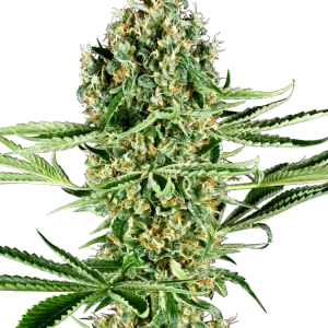 Critical Runtz strain, featuring bright green buds and an explosion of orange pistils.