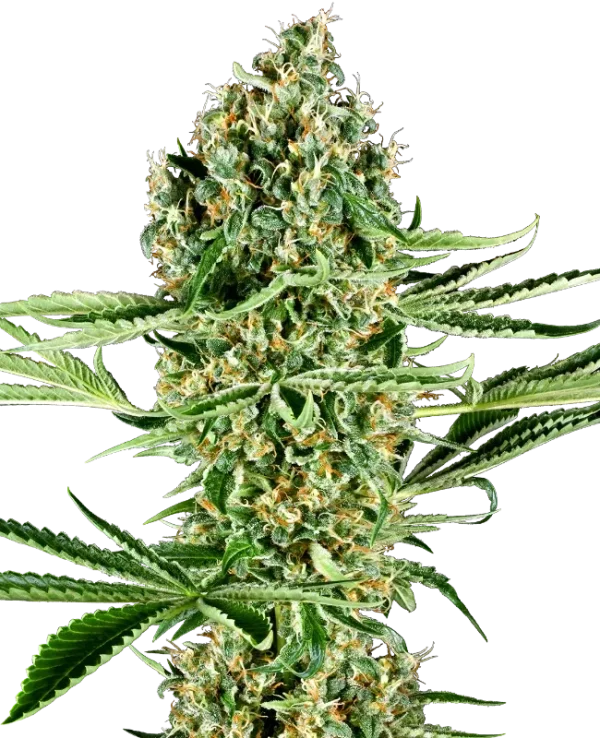 Critical Runtz strain, featuring bright green buds and an explosion of orange pistils.