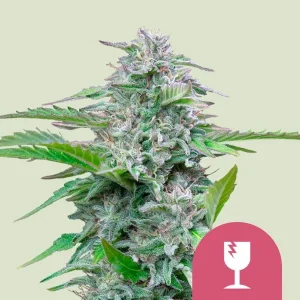 A dense Critical Strain cannabis bud with frosty trichomes and compact structure against a light background.