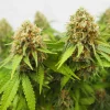 Cluster of Critical Strain buds, showcasing thick green foliage and prominent, resin-covered colas.