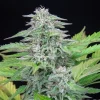Close-up of a Critical Strain bud with abundant trichomes, displaying a vibrant green color with hints of orange pistils.