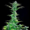 Tall Critical Strain plant with multiple budding sites, thriving in an indoor cultivation setting.