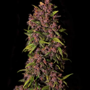 Dense, resinous Crystal Meth Auto buds with vibrant purple hues and green leaves against a dark background