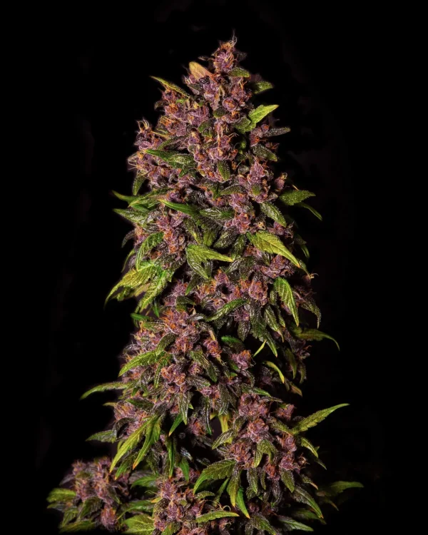Dense, resinous Crystal Meth Auto buds with vibrant purple hues and green leaves against a dark background