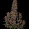 Compact Crystal Meth Auto buds with deep purple hues and lush green leaves on a dark backdrop