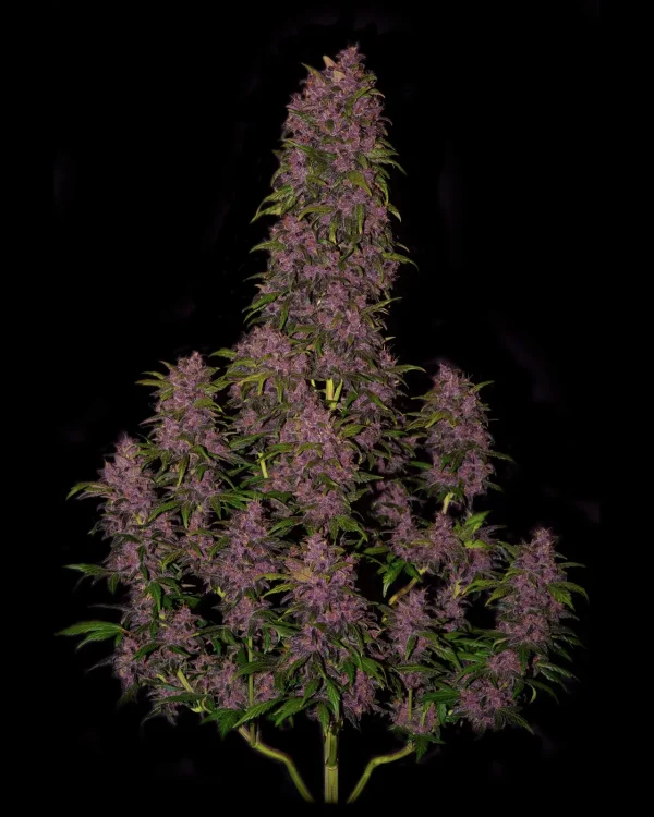 Compact Crystal Meth Auto buds with deep purple hues and lush green leaves on a dark backdrop