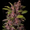 Crystal Meth Auto buds, resin-covered and vibrant, showcasing purple tones and green foliage in a shadowed setting