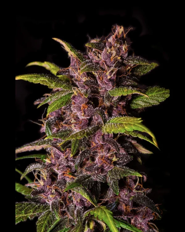 Crystal Meth Auto buds, resin-covered and vibrant, showcasing purple tones and green foliage in a shadowed setting