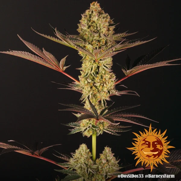 Dos Si Dos strain with dense buds, purple hues, and heavy trichome coverage.