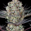 Close-up of Dos Si Dos strain buds with orange pistils and frosty resin.