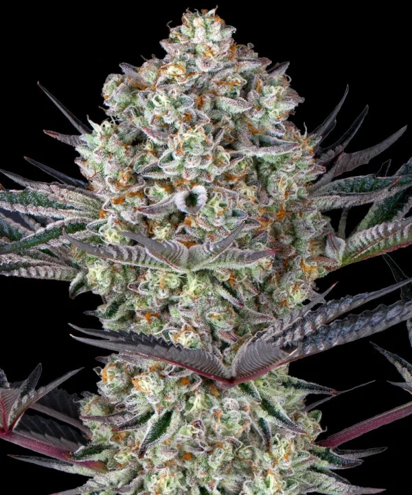 Close-up of Dos Si Dos strain buds with orange pistils and frosty resin.