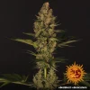 Detailed Dos Si Dos strain buds with purple, red, and green tones.