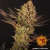 Dos Si Dos Strain plant with vibrant foliage and resin-coated buds.