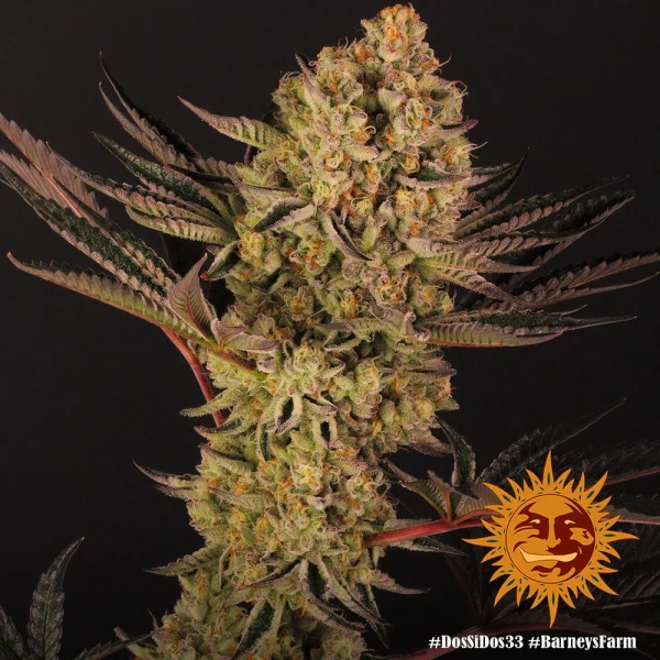Dos Si Dos Strain plant with vibrant foliage and resin-coated buds.