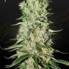 Damnesia strain, displaying tight buds in bright green with a heavy layer of trichomes and fiery orange hairs.