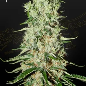 Damnesia strain, displaying tight buds in bright green with a heavy layer of trichomes and fiery orange hairs.