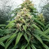 Dense Dance World CBD Strain flowers with deep green foliage indoors.