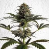 Dance World CBD Strain, rich in CBD, with compact and resinous buds.