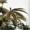 Vibrant Dance World CBD Strain with dark leaves and frosty flowers.
