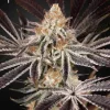 Dark Phoenix strain with deep green hues and purple accents, covered in shiny white trichomes.