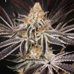 Dark Phoenix strain with deep green hues and purple accents, covered in shiny white trichomes.