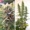 Tall cannabis plant with vibrant green leaves and dense buds, showcasing the full growth of Desfrán strain
