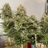 Cannabis plant with dense, resin-coated buds and slender leaves, capturing the vigorous growth of Desfrán strain under indoor lighting