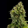 Diesel Auto Strain plant with dense, sparkling buds against a dark background.