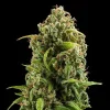 Mature Diesel Auto Strain bud showcasing vibrant pistils and frosty appearance.