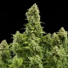 Diesel Auto Strain plant with multiple colas, displaying its characteristic bushy structure.