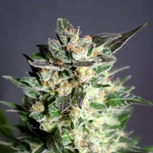 Diesel Glue strain presenting a dense structure with crystal-coated calyxes and a pungent aroma.