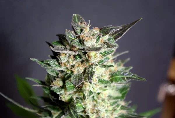 Diesel Glue strain presenting a dense structure with crystal-coated calyxes and a pungent aroma.