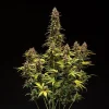 Tall Do-Si-Dos Strain plant under grow lights, flaunting dense buds and fan leaves.