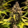 Purple-tinged Do-Si-Dos Strain cola with golden pistils, dense with trichomes.