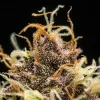 Macro shot of Do-Si-Dos Strain bud, highlighting intricate details and sparkling resin.