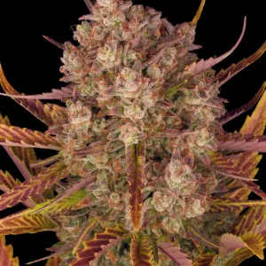 Dos Si Dos Auto strain with dense buds, purple hues, and heavy trichome coverage.