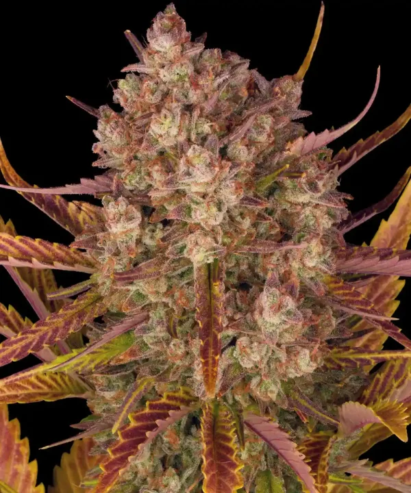 Dos Si Dos Auto strain with dense buds, purple hues, and heavy trichome coverage.
