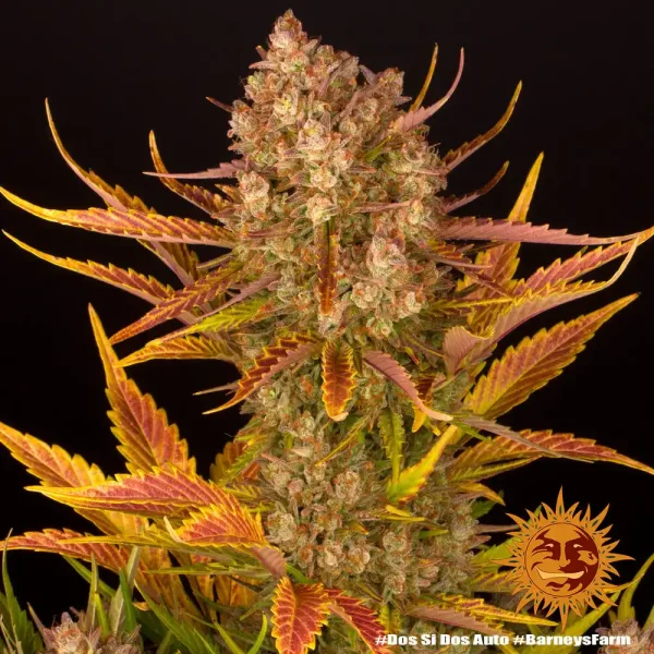 Close-up of Dos Si Dos Auto strain buds with orange pistils and frosty resin.