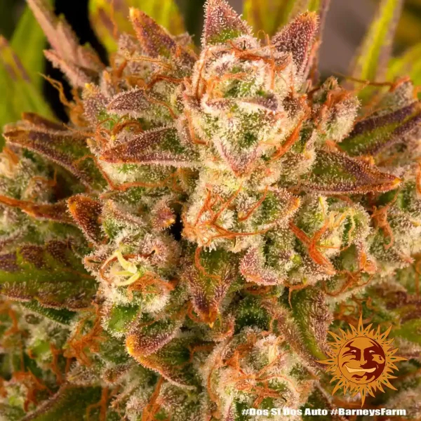 Detailed Dos Si Dos Auto strain buds with purple, red, and green tones.