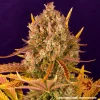 Dos Si Dos Auto Strain plant with vibrant foliage and resin-coated buds.