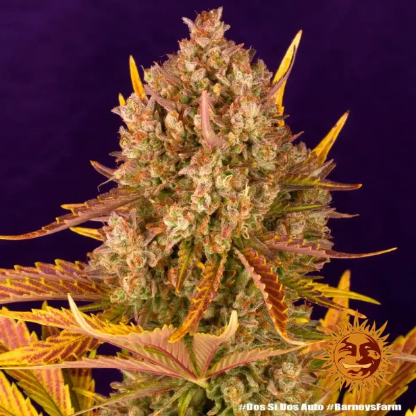 Dos Si Dos Auto Strain plant with vibrant foliage and resin-coated buds.