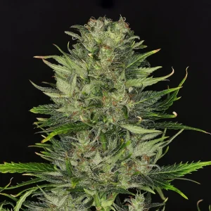 Dosidos Auto Strain cannabis plant in full bloom, dense with trichomes and vibrant green foliage, set against a dark background.