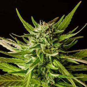 Dosidos Strain showcasing dense bud structure and vibrant orange pistils.