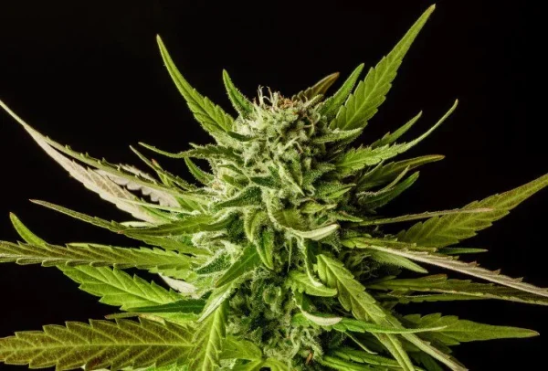 Dosidos Strain showcasing dense bud structure and vibrant orange pistils.