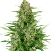 Double Kush Cake Auto strain, displaying dense, trichome-rich buds.