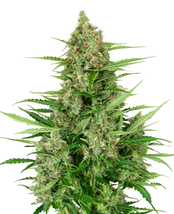 Double Kush Cake Auto strain, displaying dense, trichome-rich buds.