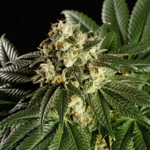 Dream Sherbet Strain with sugar-like trichomes and dense, colorful buds.